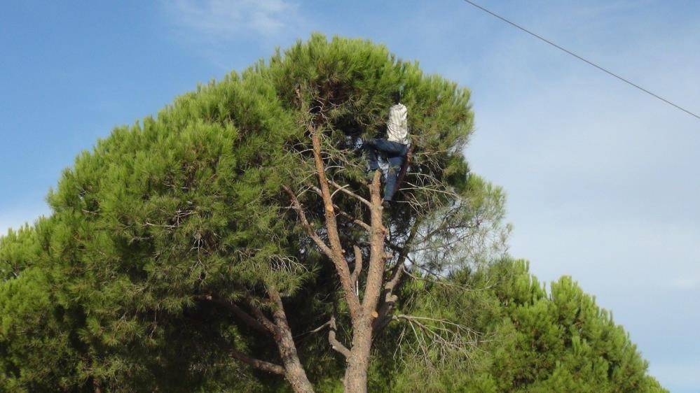 Muğla'da hasadına başlandı: Günlük 1500 TL yevmiye veriliyor 4