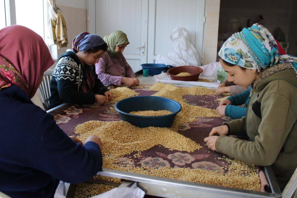 Muğla'da hasadına başlandı: Günlük 1500 TL yevmiye veriliyor 7