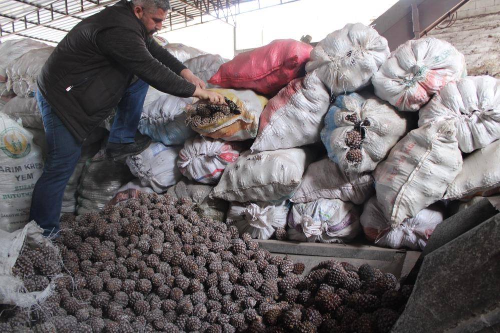 Muğla'da hasadına başlandı: Günlük 1500 TL yevmiye veriliyor 5