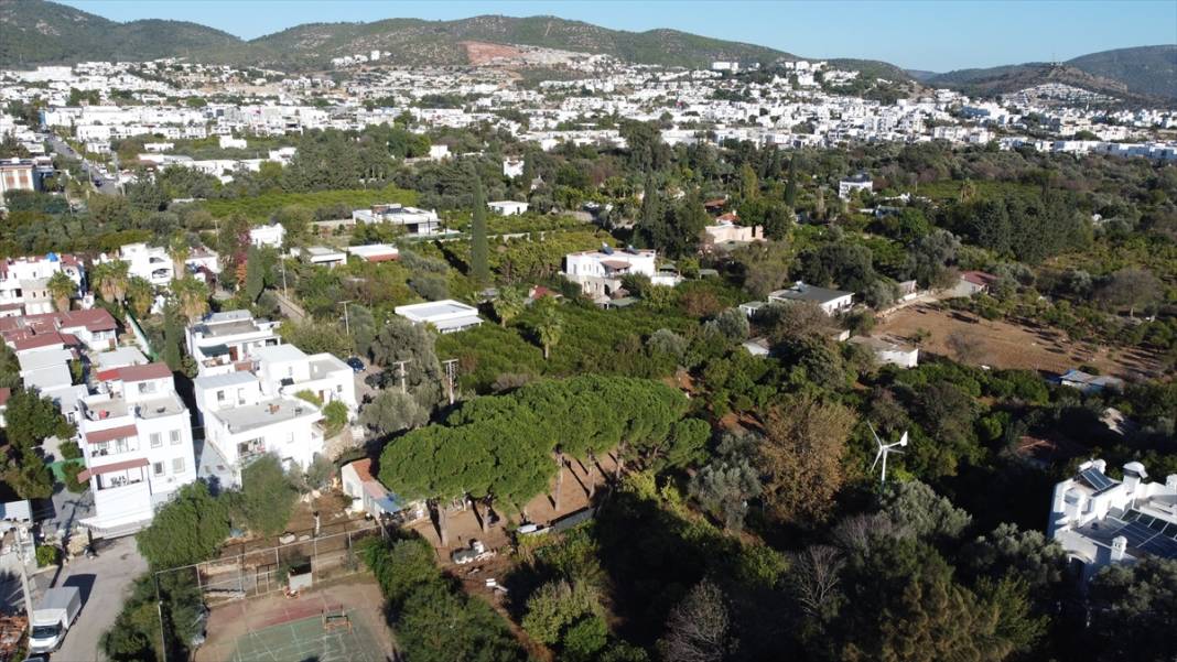 Muğla'da mandalina rekoltesi düştü, Hava sıcaklıkları etkiledi! 1