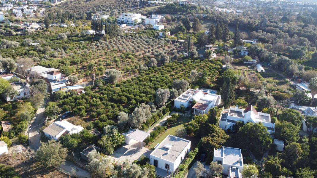 Muğla'da mandalina rekoltesi düştü, Hava sıcaklıkları etkiledi! 4