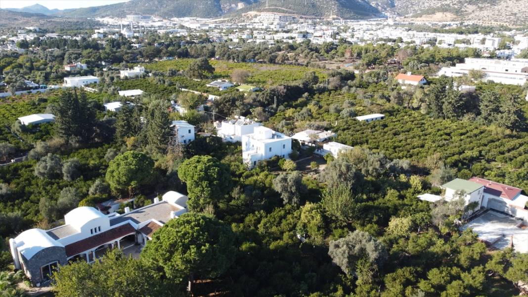 Muğla'da mandalina rekoltesi düştü, Hava sıcaklıkları etkiledi! 3