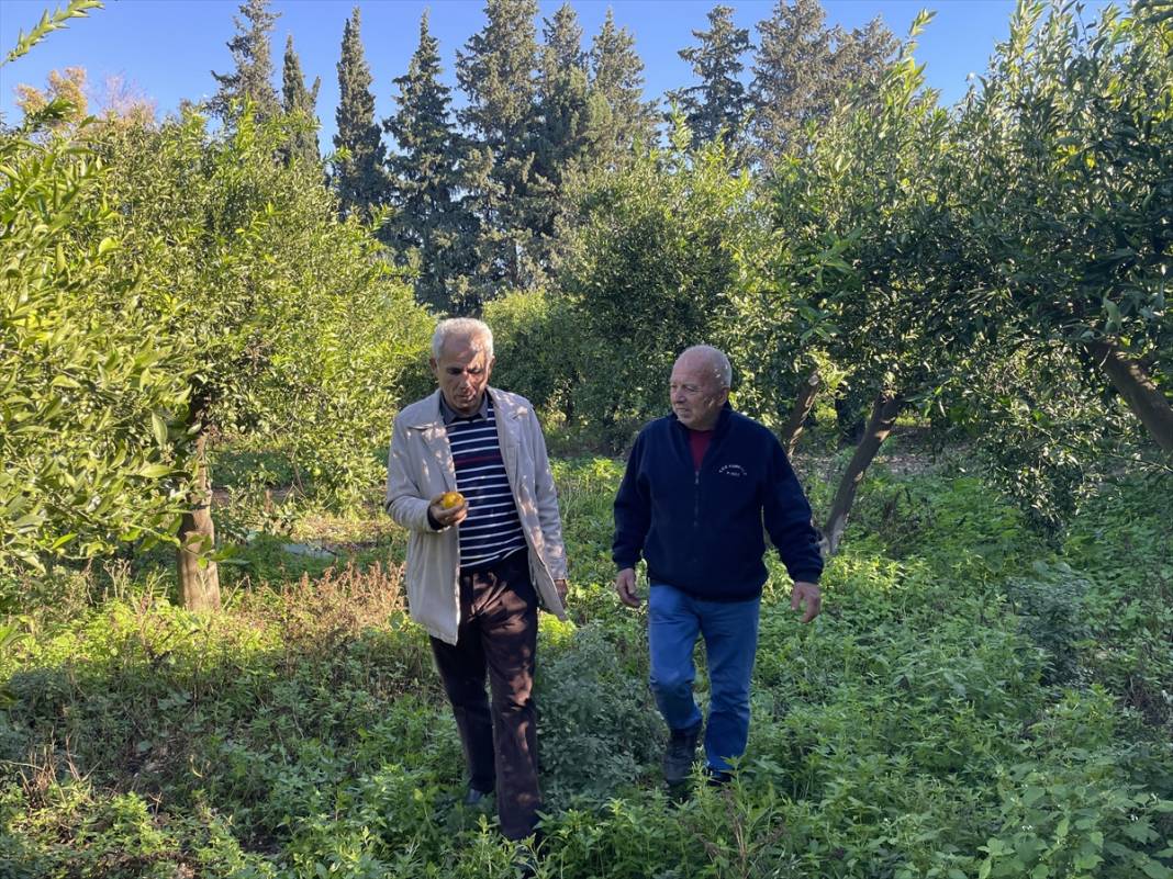 Muğla'da mandalina rekoltesi düştü, Hava sıcaklıkları etkiledi! 2