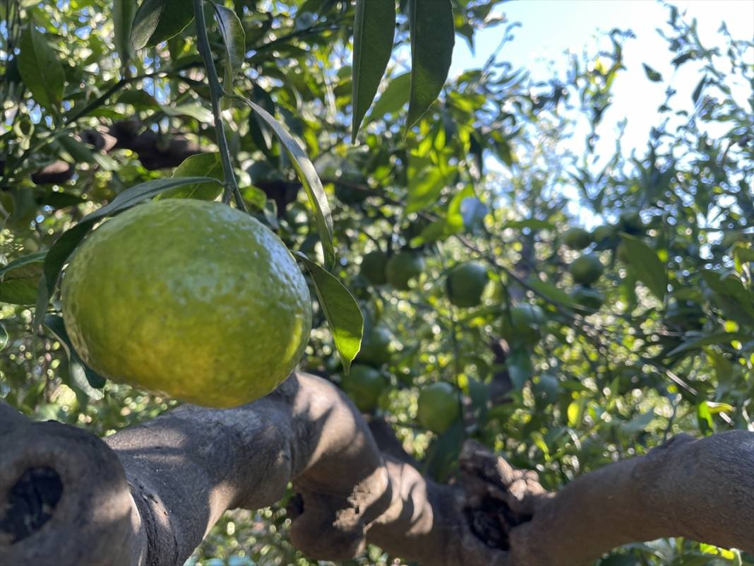 Muğla'da mandalina rekoltesi düştü, Hava sıcaklıkları etkiledi! 6