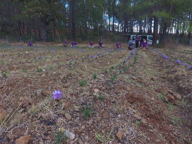 Muğla’da “kırmızı altını” kadınlar üretiyor: Gramı 150 TL 2