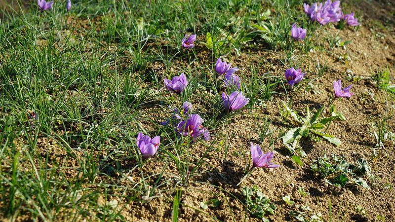 Muğla’da “kırmızı altını” kadınlar üretiyor: Gramı 150 TL 8