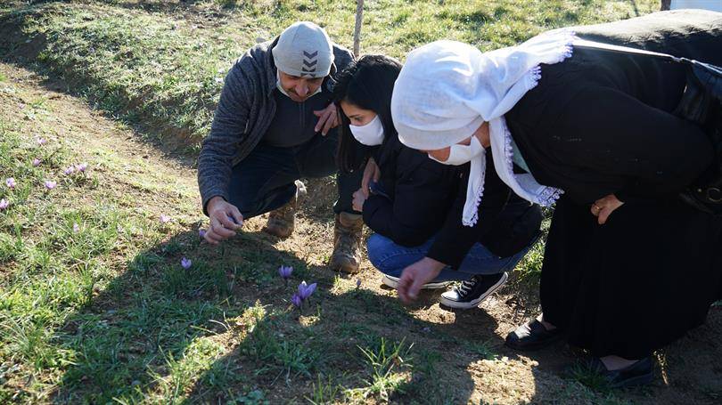 Muğla’da “kırmızı altını” kadınlar üretiyor: Gramı 150 TL 7