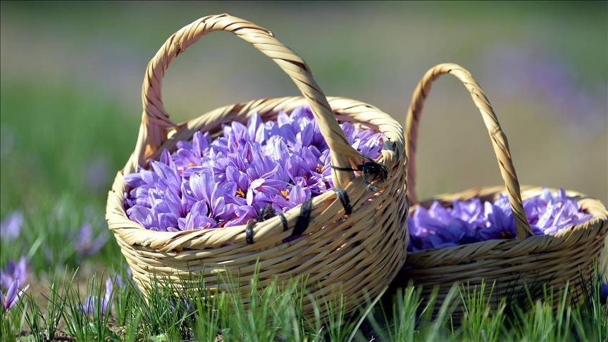 Muğla’da “kırmızı altını” kadınlar üretiyor: Gramı 150 TL 6