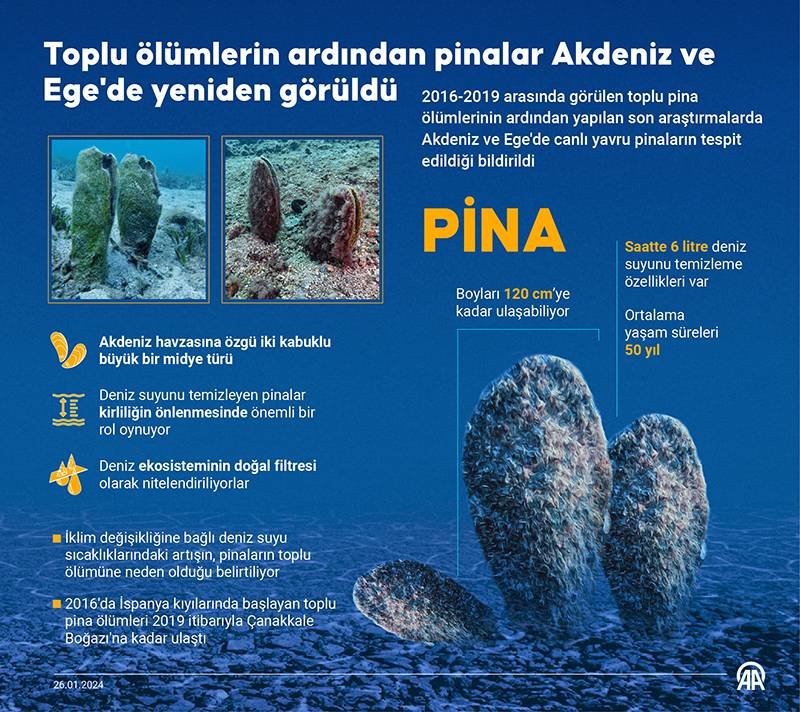 Ege ve Akdeniz'de güzel haber: Pina'lar yeniden görülmeye başladı! 2