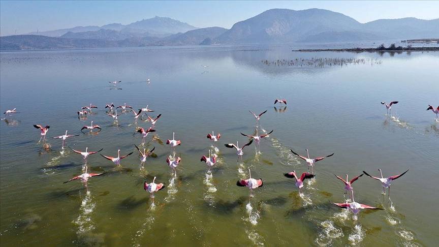 Milas Bafa Gölü'nde 30 türden 25 bin 543 kuş tespit edildi 1