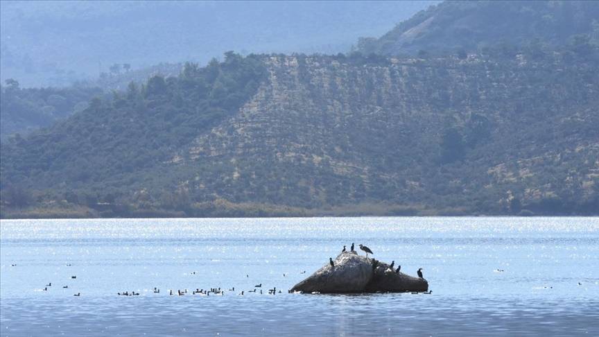 Milas Bafa Gölü'nde 30 türden 25 bin 543 kuş tespit edildi 5