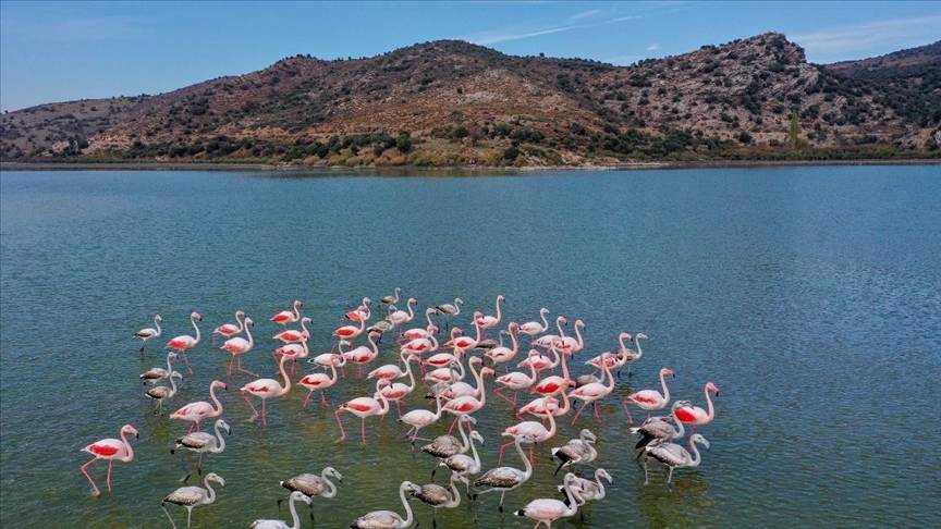 Milas Bafa Gölü'nde 30 türden 25 bin 543 kuş tespit edildi 6