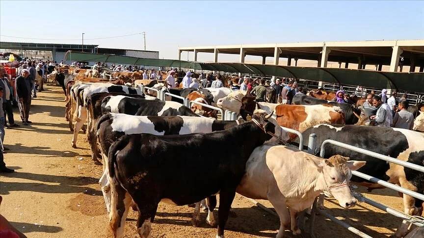 Kurbanlık ve hisse fiyatları belli oldu: İşte bu seneki hayvan fiyatları 3