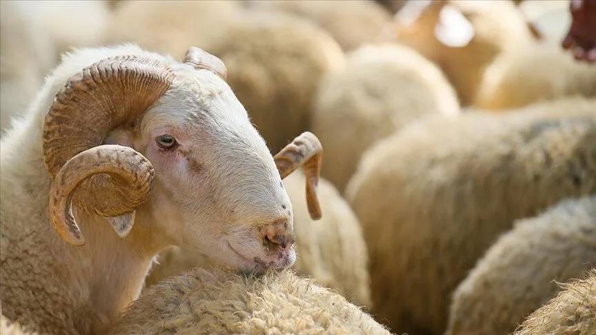 Kurbanlık ve hisse fiyatları belli oldu: İşte bu seneki hayvan fiyatları 1