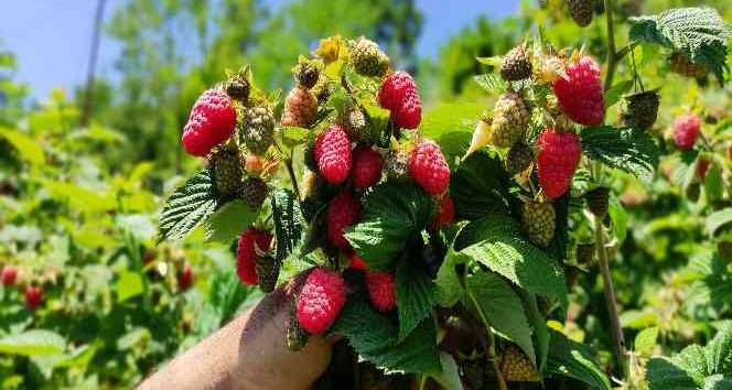 Bahçe ve arsası olan ekmeye başladı: Kilo fiyatı hızla artıyor 2
