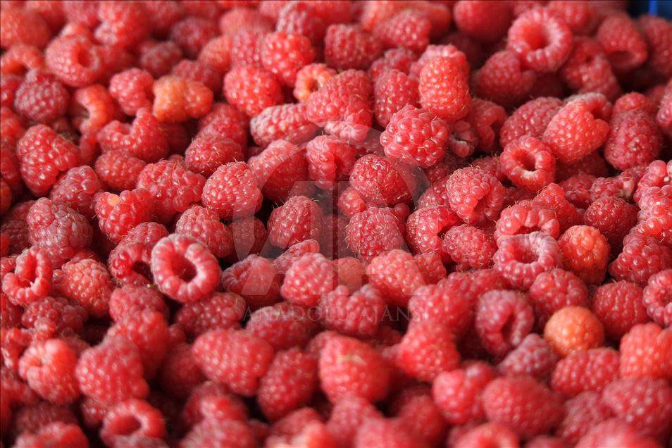 Bahçe ve arsası olan ekmeye başladı: Kilo fiyatı hızla artıyor 5