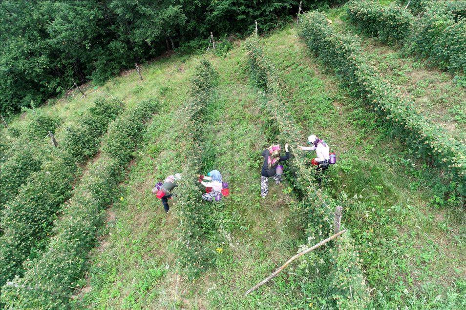 Bahçe ve arsası olan ekmeye başladı: Kilo fiyatı hızla artıyor 3