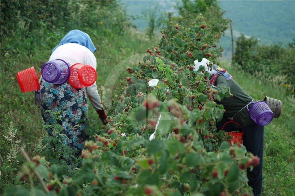 Bahçe ve arsası olan ekmeye başladı: Kilo fiyatı hızla artıyor 4
