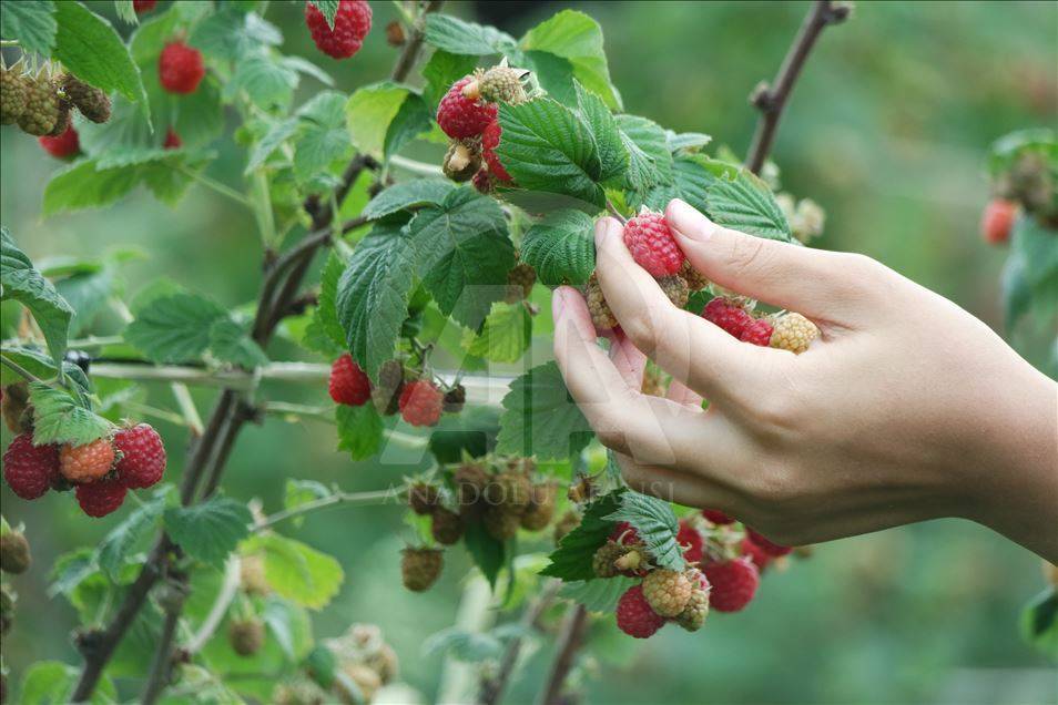 Bahçe ve arsası olan ekmeye başladı: Kilo fiyatı hızla artıyor 6