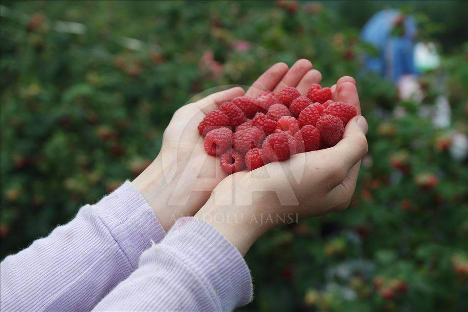 Bahçe ve arsası olan ekmeye başladı: Kilo fiyatı hızla artıyor 7