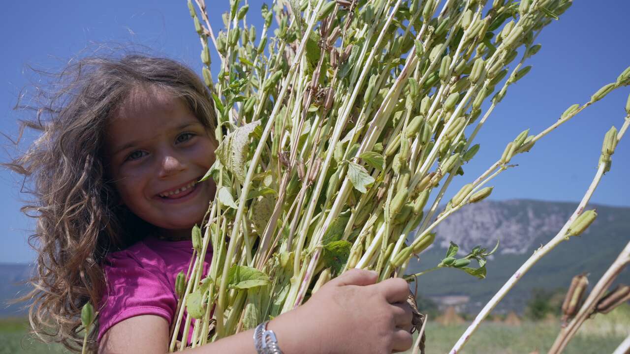 Japonlar'ın Suşi Susamı Gökova'dan 4