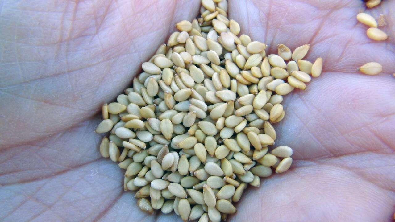 Japonlar'ın Suşi Susamı Gökova'dan 6