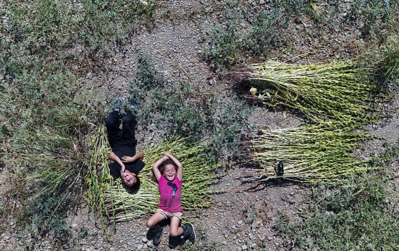 Japonlar'ın Suşi Susamı Gökova'dan 2