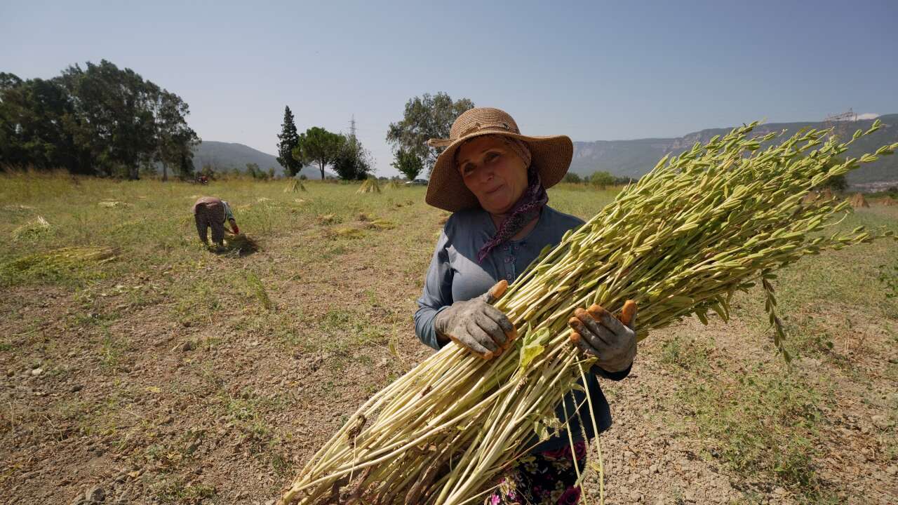 Japonlar'ın Suşi Susamı Gökova'dan 5