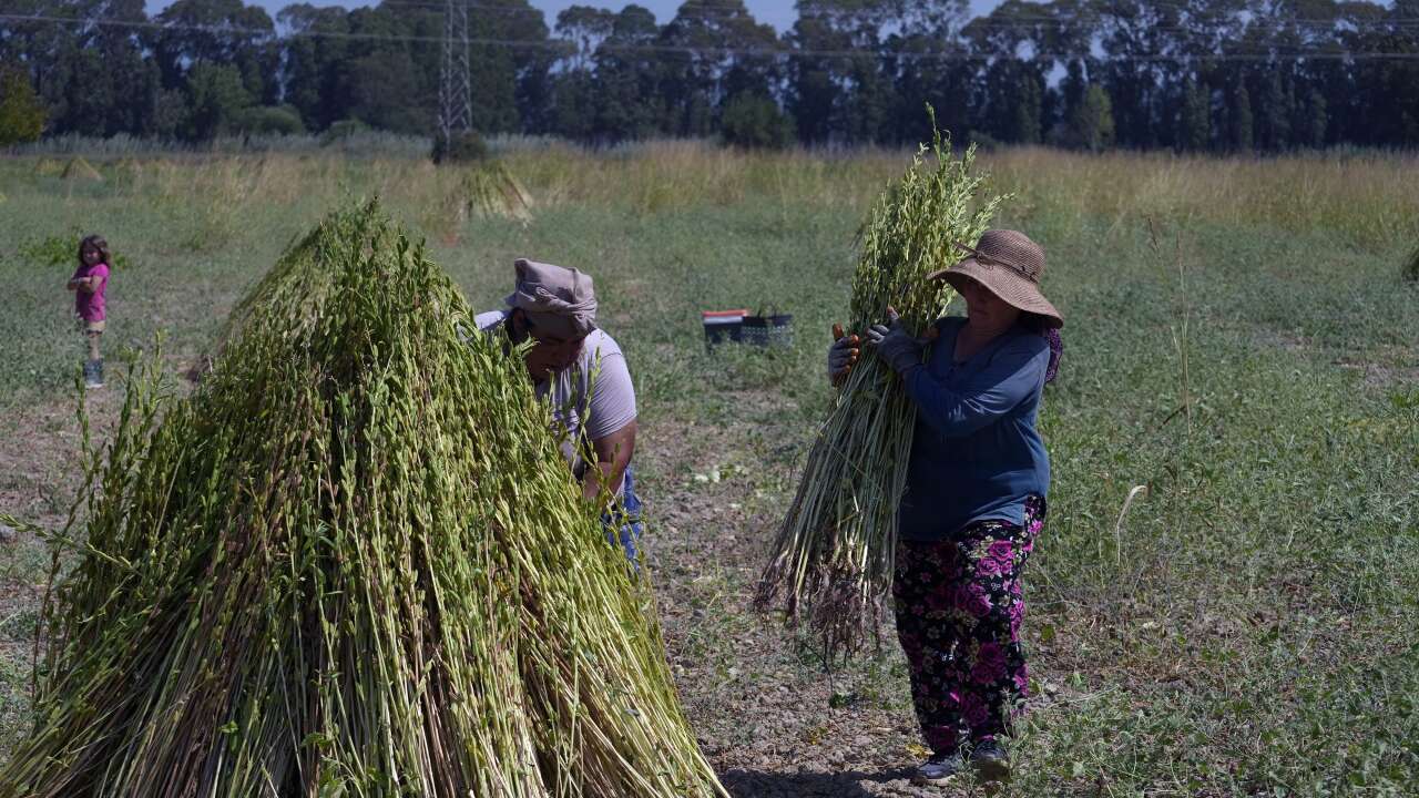 Japonlar'ın Suşi Susamı Gökova'dan 3