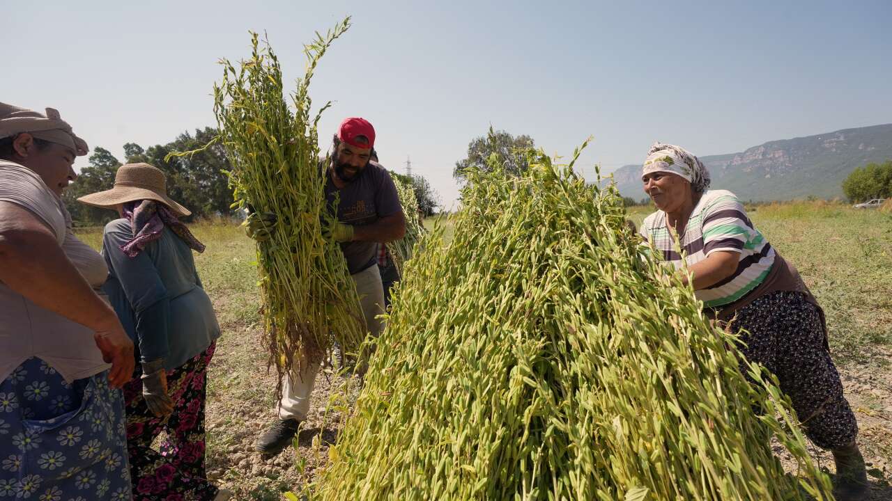 Japonlar'ın Suşi Susamı Gökova'dan 1