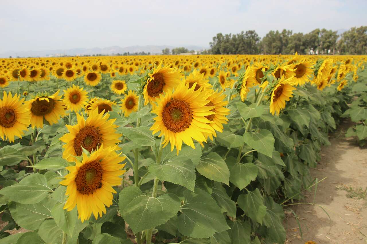 Muğla Kara Yolu Sarıya Büründü 1