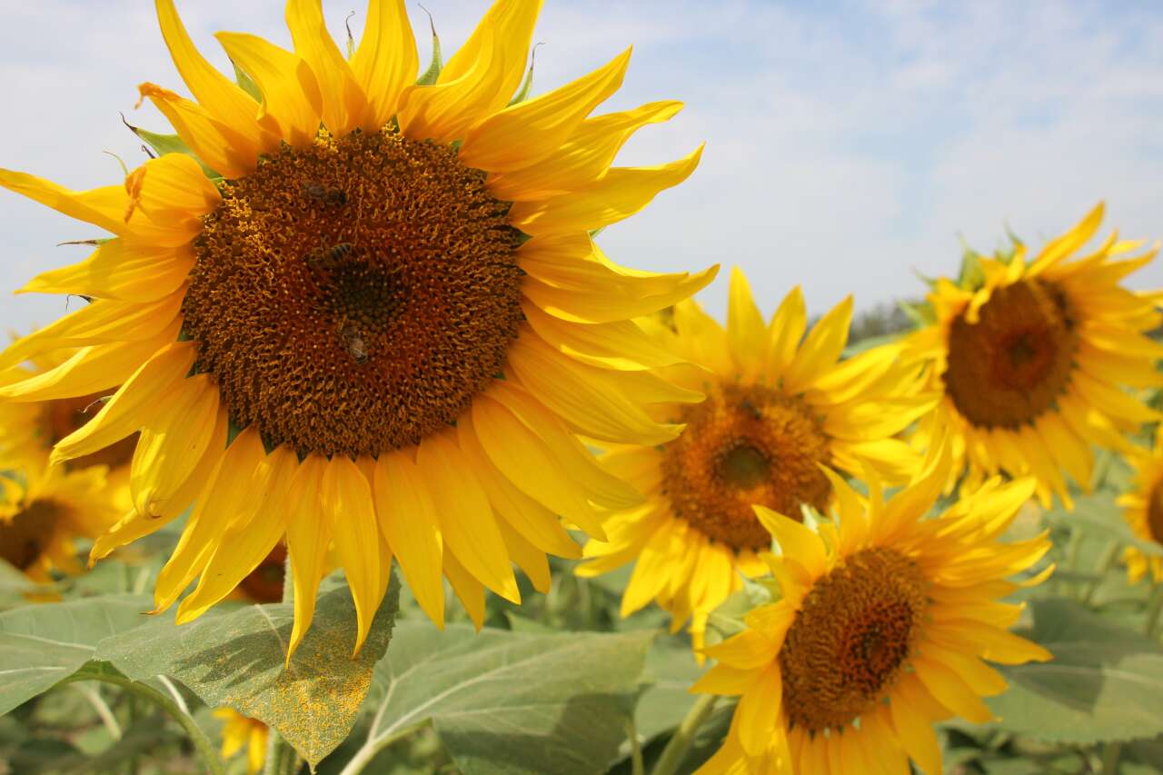 Muğla Kara Yolu Sarıya Büründü 4