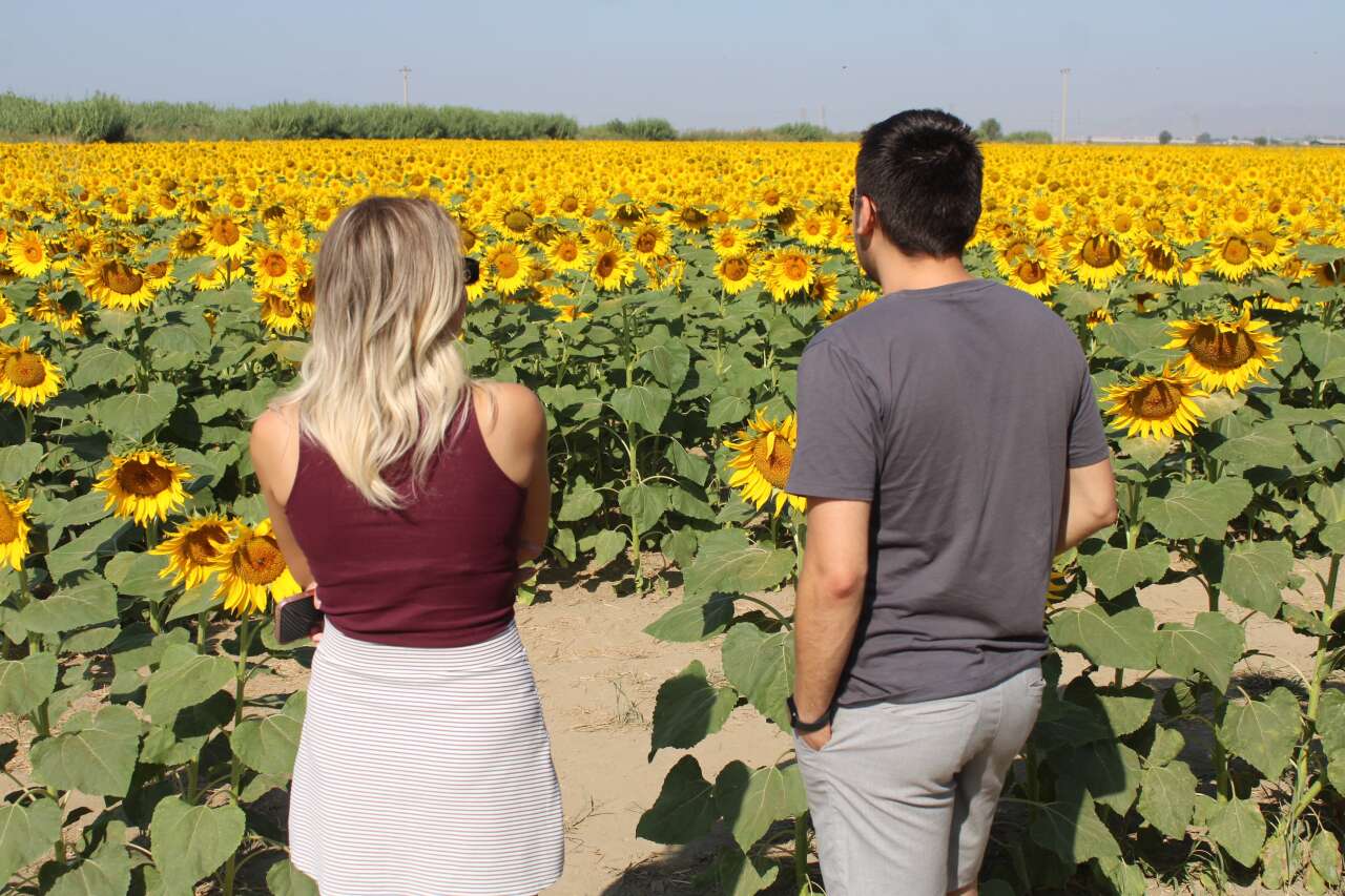 Muğla Kara Yolu Sarıya Büründü 2