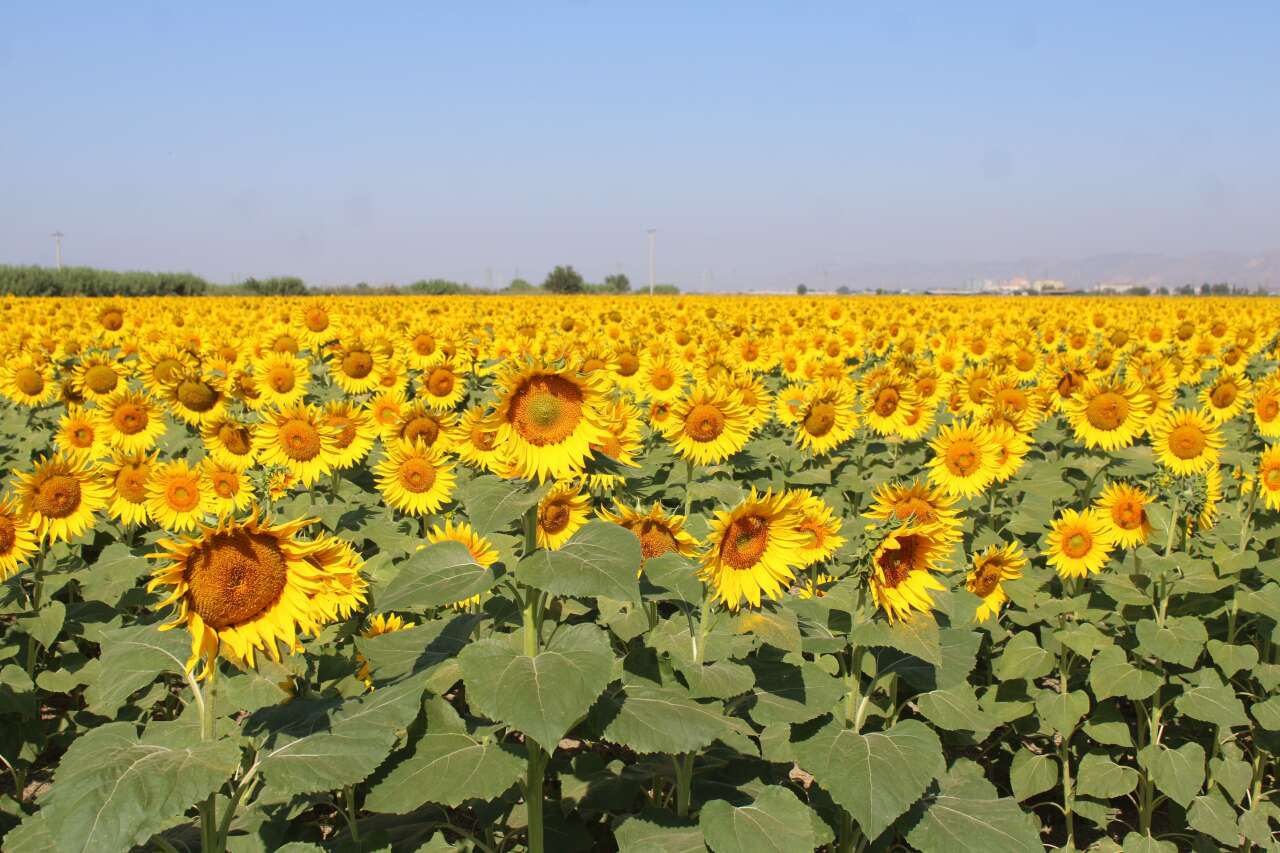 Muğla Kara Yolu Sarıya Büründü 3