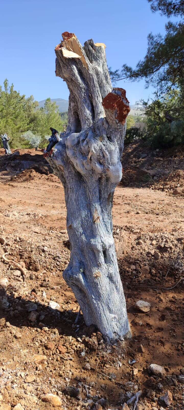Milas Akbelen’de Kesildiği İddia Edilen Zeytinleri Yerinde Görüntüledik 14