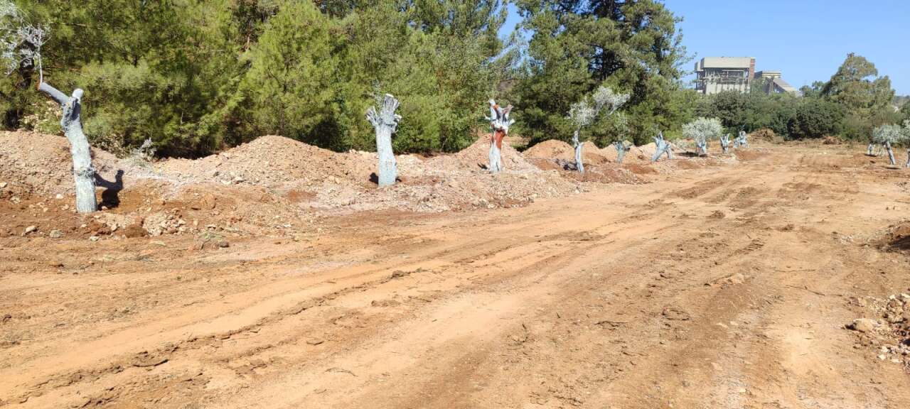 Milas Akbelen’de Kesildiği İddia Edilen Zeytinleri Yerinde Görüntüledik 15