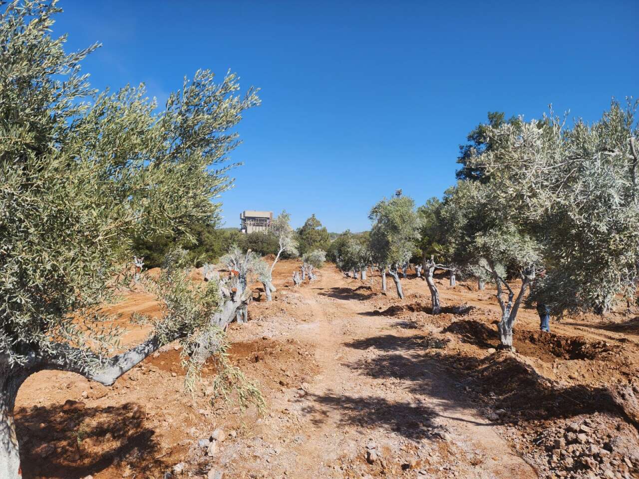 Milas Akbelen’de Kesildiği İddia Edilen Zeytinleri Yerinde Görüntüledik 10