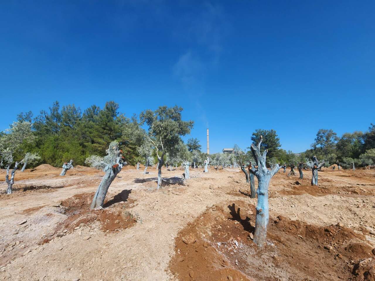 Milas Akbelen’de Kesildiği İddia Edilen Zeytinleri Yerinde Görüntüledik 7