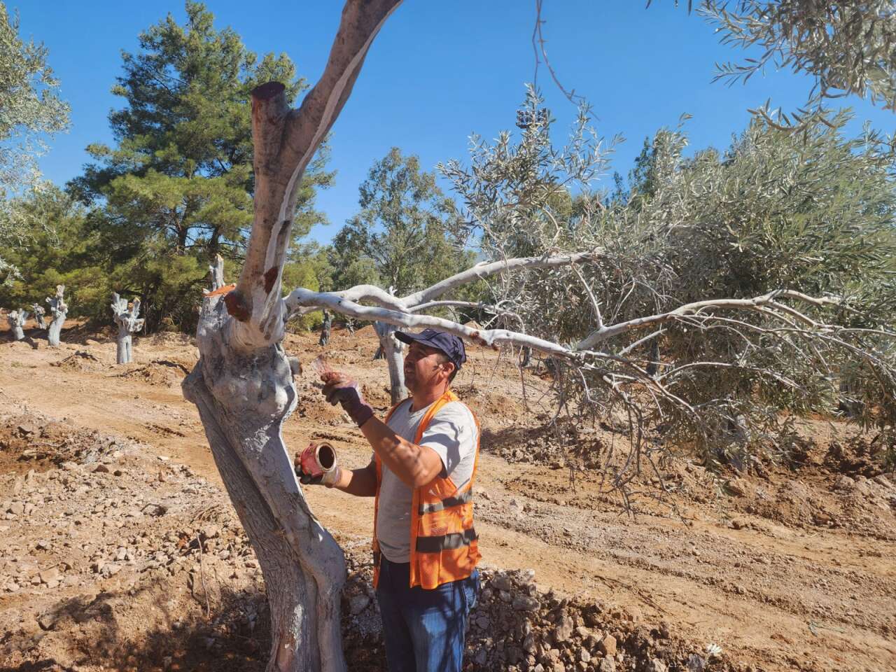 Milas Akbelen’de Kesildiği İddia Edilen Zeytinleri Yerinde Görüntüledik 8