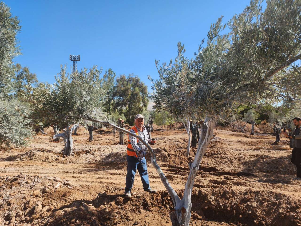 Milas Akbelen’de Kesildiği İddia Edilen Zeytinleri Yerinde Görüntüledik 5