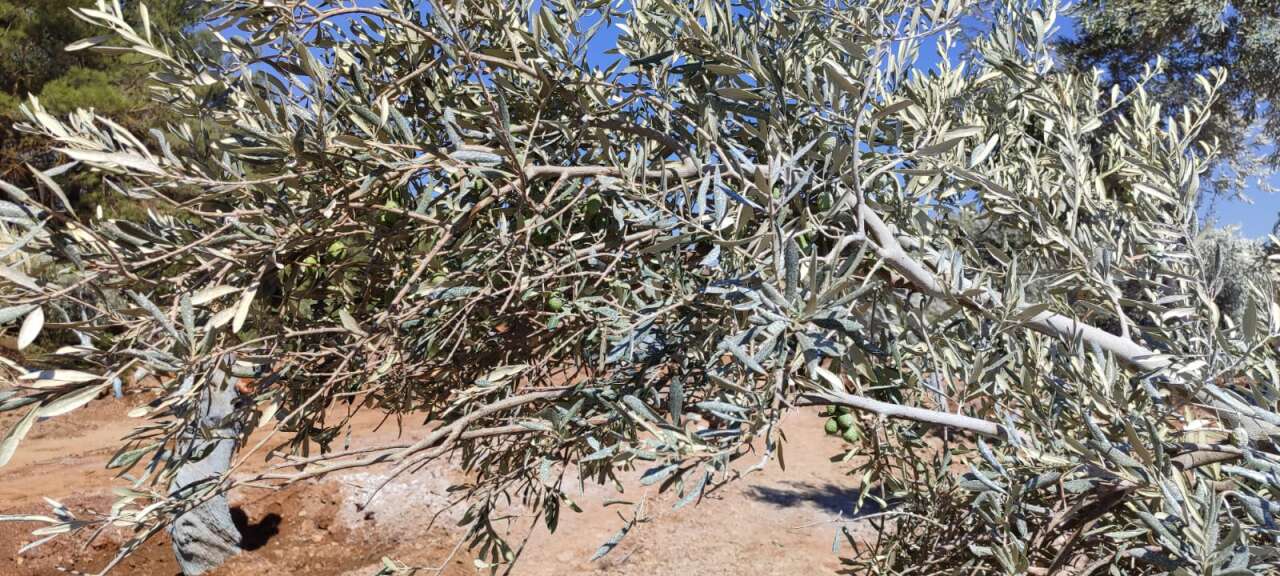 Milas Akbelen’de Kesildiği İddia Edilen Zeytinleri Yerinde Görüntüledik 9