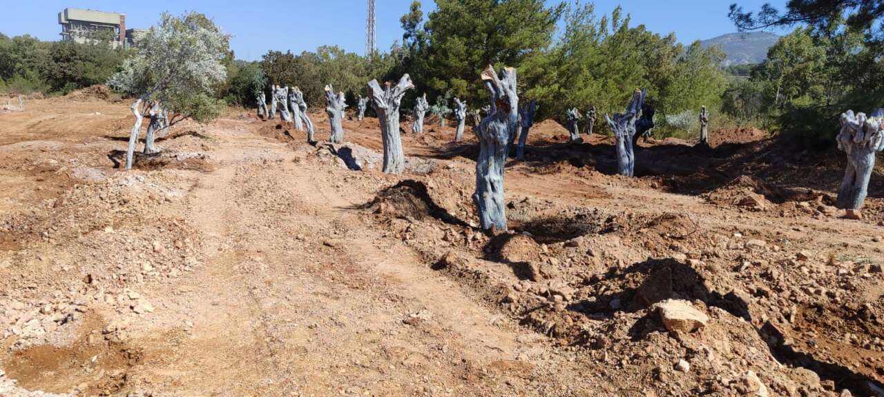 Milas Akbelen’de Kesildiği İddia Edilen Zeytinleri Yerinde Görüntüledik 6