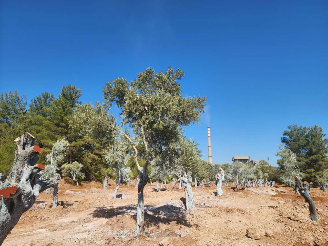 Milas Akbelen’de Kesildiği İddia Edilen Zeytinleri Yerinde Görüntüledik 4