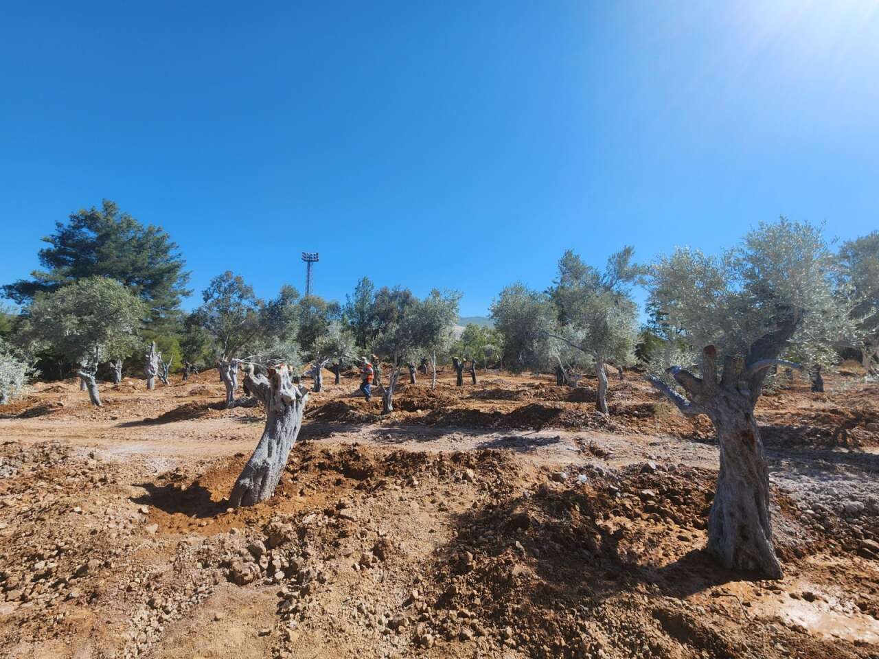 Milas Akbelen’de Kesildiği İddia Edilen Zeytinleri Yerinde Görüntüledik 3