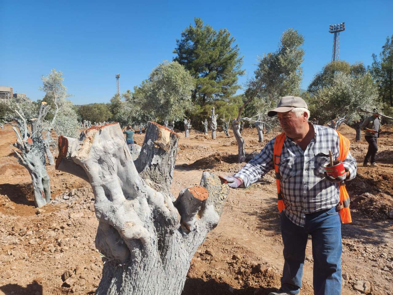 Milas Akbelen’de Kesildiği İddia Edilen Zeytinleri Yerinde Görüntüledik 2