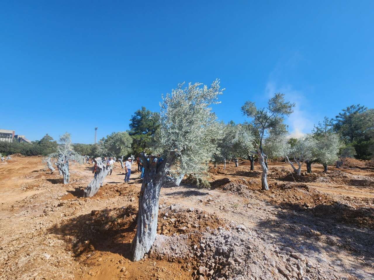 Milas Akbelen’de Kesildiği İddia Edilen Zeytinleri Yerinde Görüntüledik 1