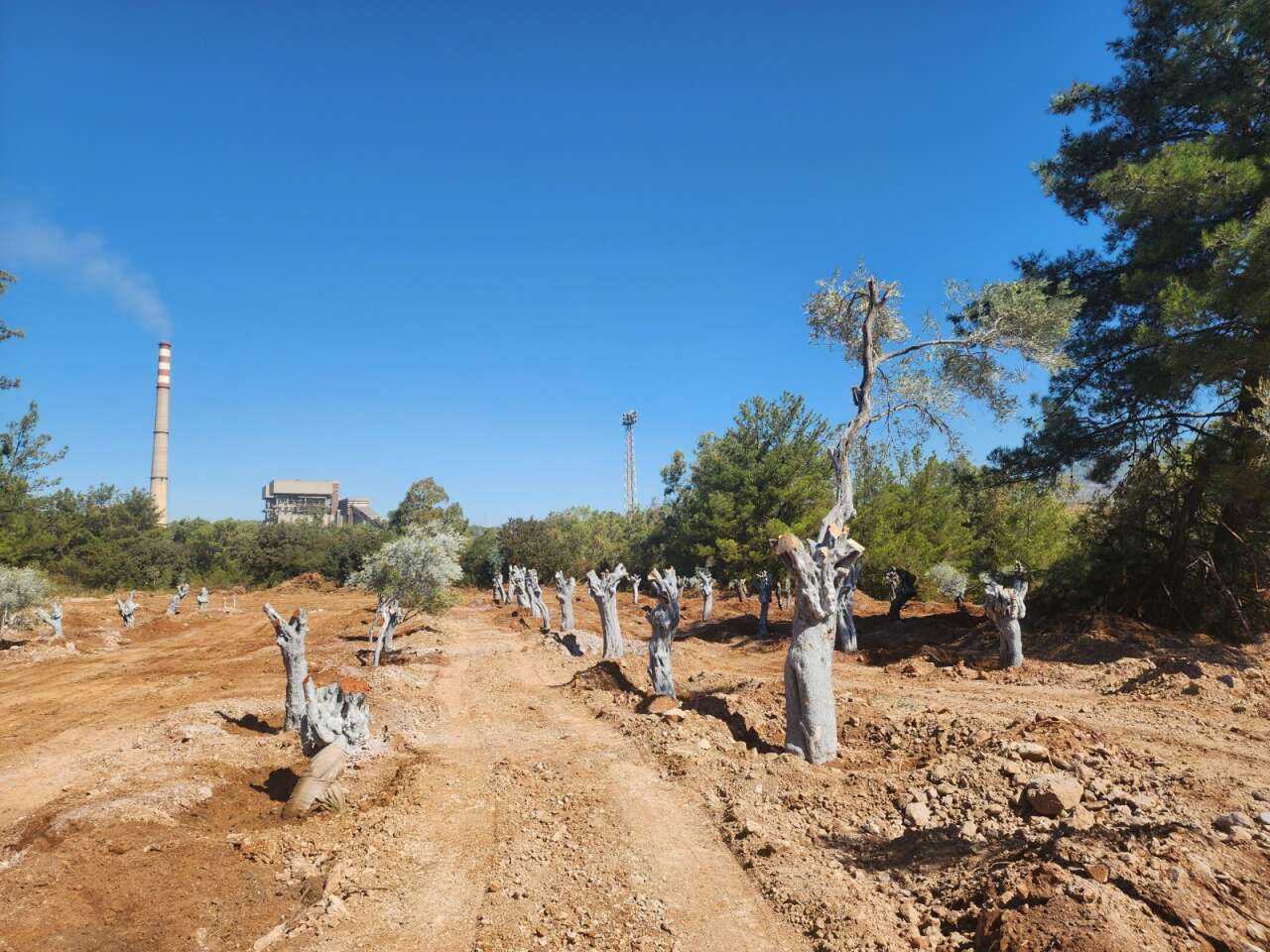 Milas Akbelen’de Kesildiği İddia Edilen Zeytinleri Yerinde Görüntüledik 12