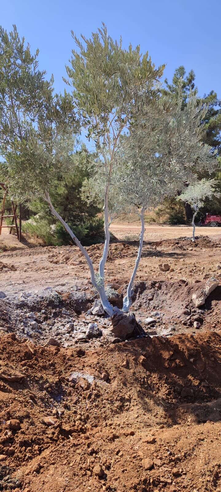 Milas Akbelen’de Kesildiği İddia Edilen Zeytinleri Yerinde Görüntüledik 13