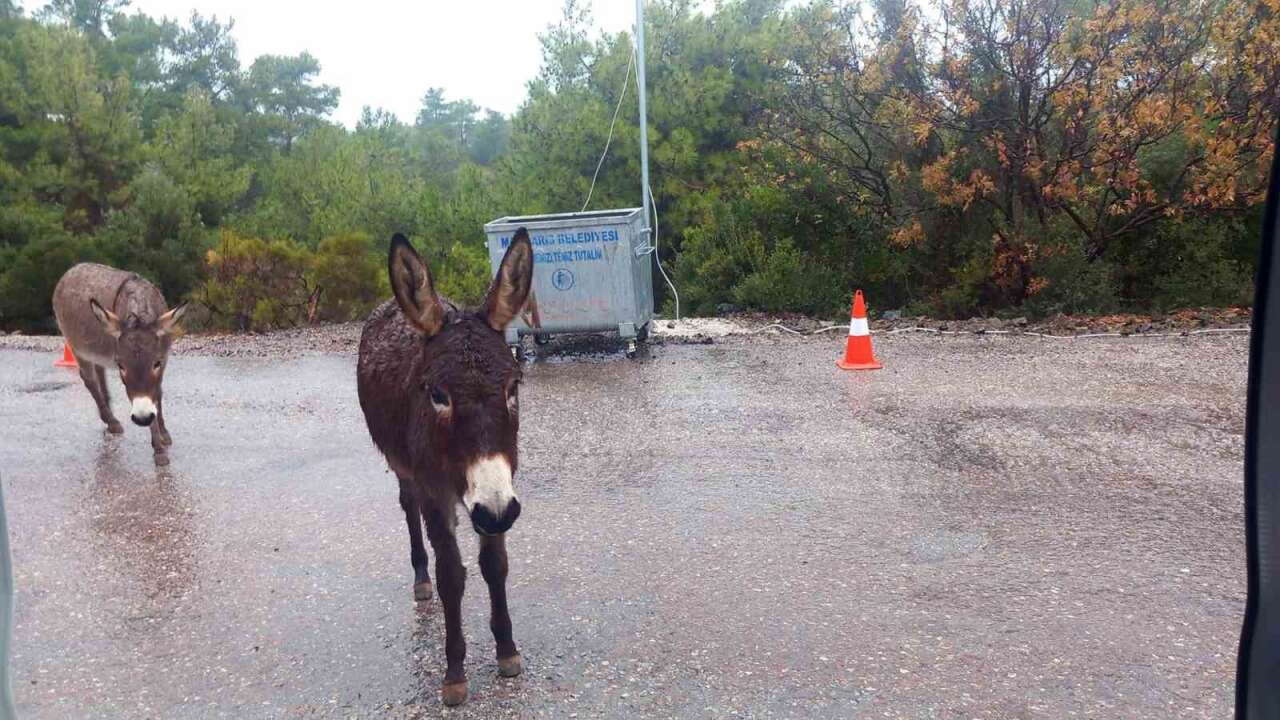Marmaris-Datça Yolunda Başıboş Eşekler Tehlike Saçıyor 3