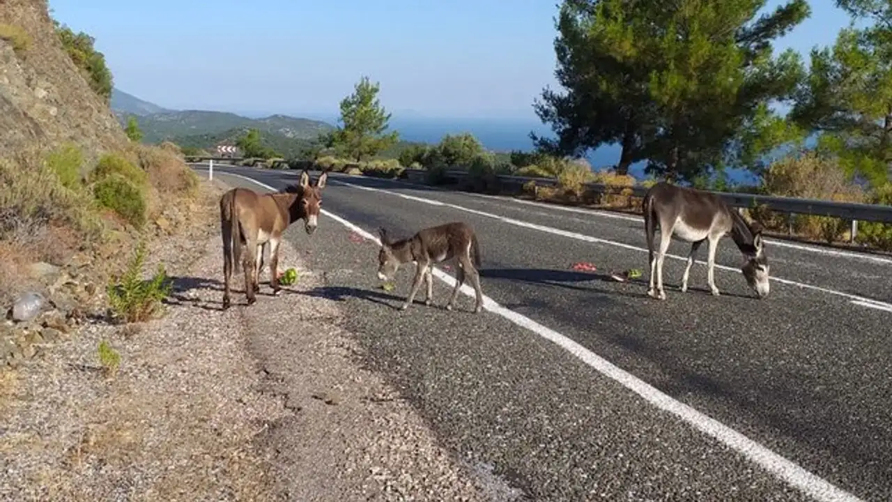 Marmaris-Datça Yolunda Başıboş Eşekler Tehlike Saçıyor 5